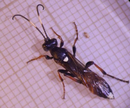 Réf. 316 108 : Ichneumon bucculentus